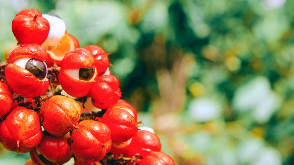 Forget about coffee, get a natural boost with guarana